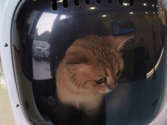 -萌兽医馆·犬猫专科·眼科中心·宠物医院(朝阳门分院)