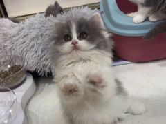 -糯米喵星人总部直营旗舰店·猫舍·幼猫出售