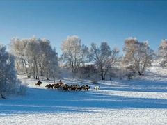 -塞罕坝国家级自然保护区