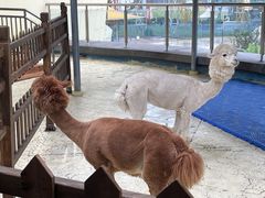 -芜湖新华联大白鲸海洋公园