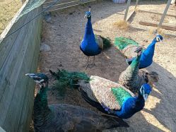 -阿菠萝小猪农场·萌宠乐园·亲子游·研学