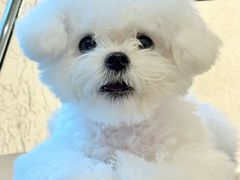 -foodoo芙多松饼店