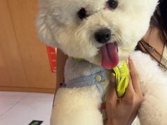 -帕帕拉兹宠物(亚洲旗舰店)