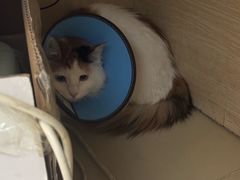 -米苏动物医院·犬猫专科·骨科外科内窥镜