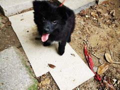 -关爱宠物医院·猫科中心·消化科(滨湖万达分院)