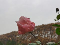 -河南省黄河迎宾馆