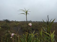 -夏威夷火山国家公园