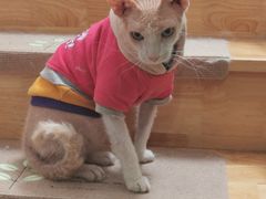 -猫在这儿猫咪咖啡馆·撸猫馆