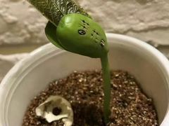 -tomato蕃茄田艺术(新天地中心)