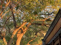 -VOYAGE COFFEE(北锣鼓巷店)