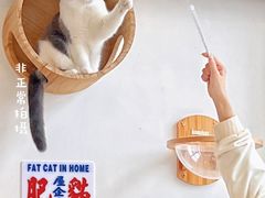 -Catmate·猫肥家润(金润铂宫店)