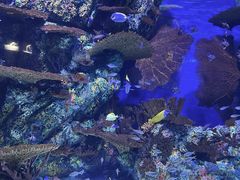 -上海海洋水族馆