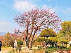 -梅花山(明孝陵内)