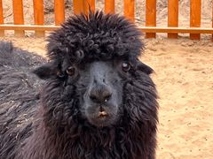 -郑州方特梦幻王国