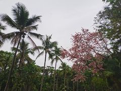 -中国科学院西双版纳热带植物园