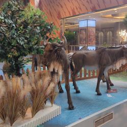 -卡通尼·Safari非洲探索乐园·生日会(金桥国际商业广场店)