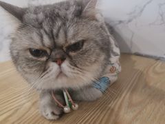 -楼上猫咖(罗湖店)