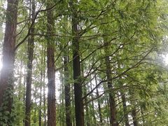 -东平国家森林公园