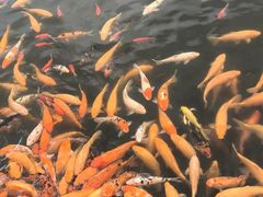 -长春市南湖公园