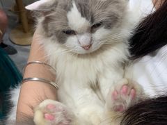 -楼上猫咖(罗湖店)