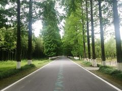 -黄海国家森林公园