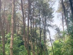 -铁山坪森林公园