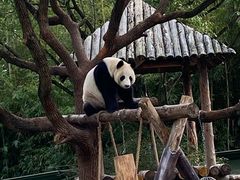 -上海野生动物园