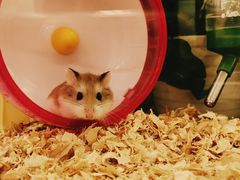 -龙猫仔乐园(惠福东路店)