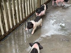 -广州长隆飞鸟乐园