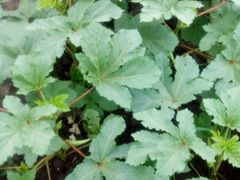 -金明姬铁锅炖(东坝店)