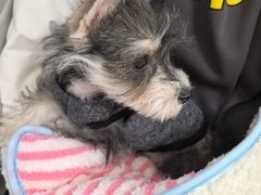 -美联众合动物医院·24h京西诊疗中心