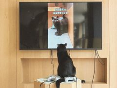 小可爱-CAT’S MEWSTAR CAFE·喵星球猫屋(晴湾咖啡店)