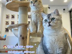 -有喵·猫咖·狗咖·30几只猫10只小狗(岗厦店)