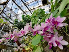 -北京植物园-展览温室