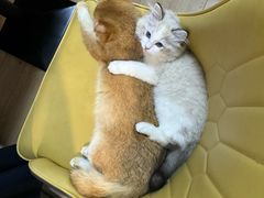-小猫来了·猫舍(红山六九七九店)
