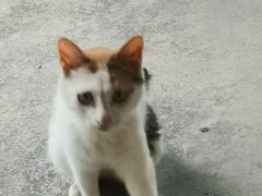 -考拉与糖·纯安佳动物奶油蛋糕(理工大学店)