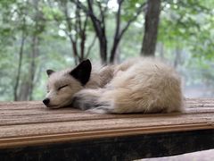 -宫城藏王狐狸村