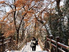 -紫金山山顶公园