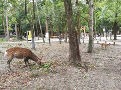 -奈良公园