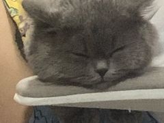 -宠福鑫康馨动物医院·骨科·眼科
