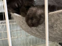 -乐果甜心·潮汕冰室(南澳后宅分店)