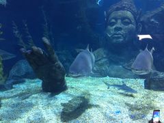 -暹罗海洋世界