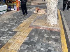 -鲍师傅糕点(国金街店)