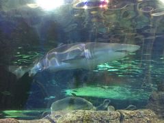 -悉尼海洋生物水族馆