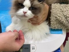 -瑞鹏宠物医院·宠保定点·心脏科·内科(御桥分院)