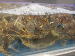 -盒马鲜生(大成店)