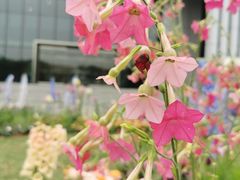 -深圳国际园林花卉博览园