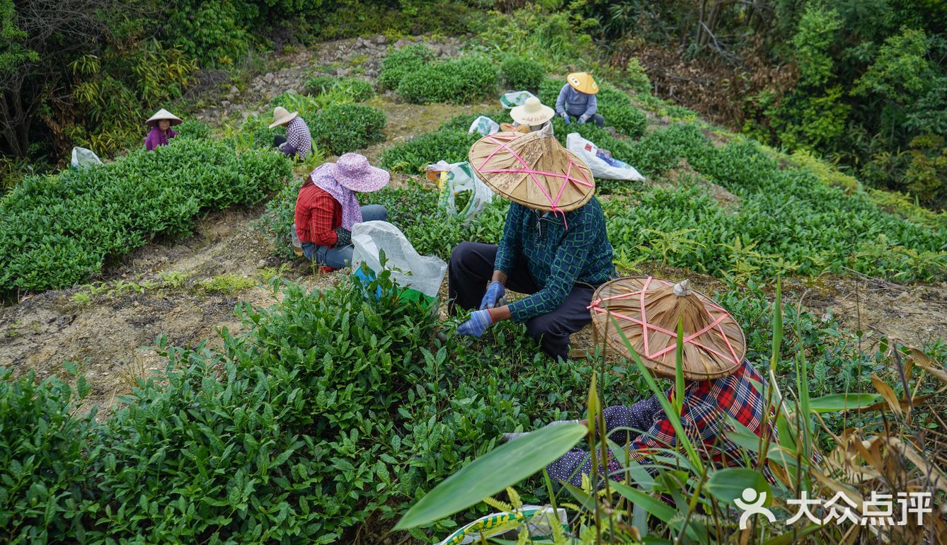 铁观音春茶采摘季