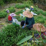 铁观音春茶采摘季