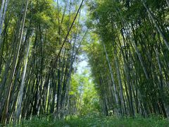 -苏家围·东江画廊旅游景区